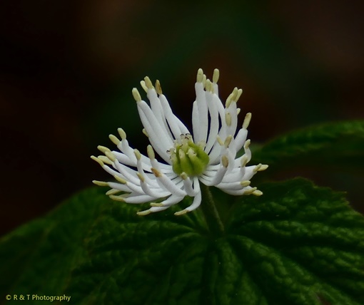 {Hydrastis canadensis}